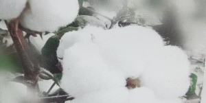 What fiber is pure cotton (advantages of pure cotton fabrics)