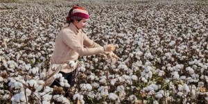 What kind of fabric is Egyptian cotton (the difference between Egyptian cotton and pure cotton)