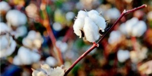 What kind of fabric is sea island cotton (what is long staple cotton)