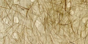 Which fabric is better, ramie or linen (it turns out that these are the common hemp fibers on the market)