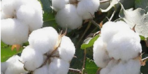 What material is good for short-sleeved shirts? (What material is better for T-shirts?)