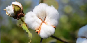 What kind of cotton is Sea Island cotton (how to distinguish between long-staple cotton and pure cotton)