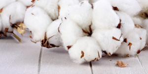 Is Egyptian cotton better than Xinjiang cotton (Why is Egyptian cotton called platinum)