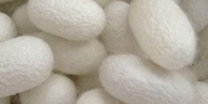 Which is better, crepe de chine silk or mulberry silk (what is the difference between mulberry silk and pure silk)