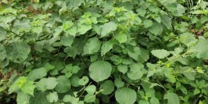 What fiber is ramie (ramie retro vest design and cutting)