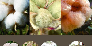 Which is better, colored cotton or pure cotton (What is the difference between colored cotton and pure cotton)