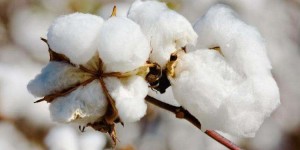 How about knitted cotton clothes (there is knowledge in choosing cotton clothes for babies)