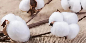 Is cotton fiber cotton? (What are the indicators of cotton quality?)