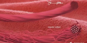 Which one is better, pima cotton or pure cotton (what are the types of cotton)