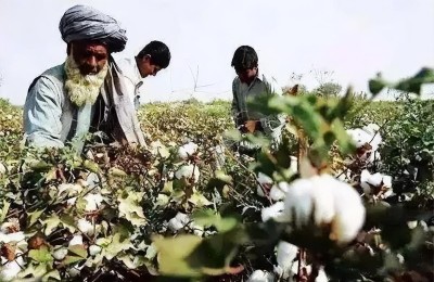 What does the three threads in cotton yarn mean (what are the hazards of the three threads)