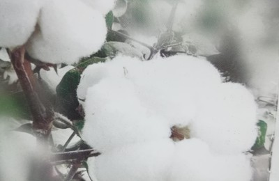 What fiber is pure cotton (advantages of pure cotton fabrics)