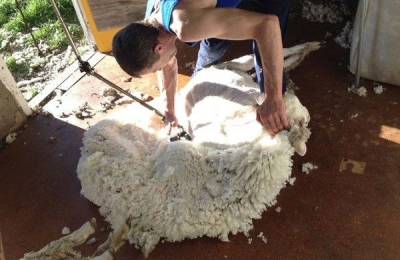 Does Merino Wool Shrink? (Three Minutes of Merino Wool Washing and Care Knowledge)