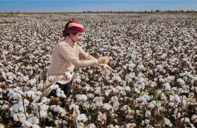 What kind of fabric is Egyptian cotton (the difference between Egyptian cotton and pure cotton)