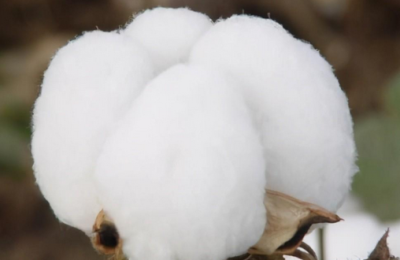 Let you understand the source of clothing fabrics (you no longer have to worry about choosing the wrong fabric)