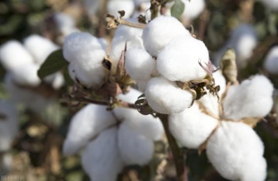 What is the difference between combed cotton and pure cotton (which one is better, combed cotton or pure cotton)