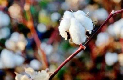 What kind of fabric is sea island cotton (what is long staple cotton)
