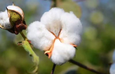 What kind of cotton is Sea Island cotton (how to distinguish between long-staple cotton and pure cotton)