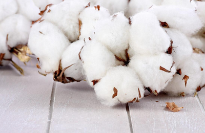 Is Egyptian cotton better than Xinjiang cotton (Why is Egyptian cotton called platinum)