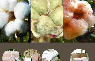 Which is better, colored cotton or pure cotton (What is the difference between colored cotton and pure cotton)