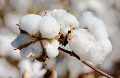 How about knitted cotton clothes (there is knowledge in choosing cotton clothes for babies)