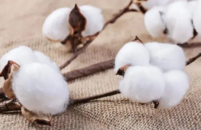 Is cotton fiber cotton? (What are the indicators of cotton quality?)