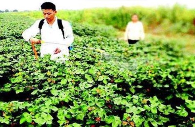 Is 100% cotton pure cotton? (Breaking misunderstandings about pure cotton)