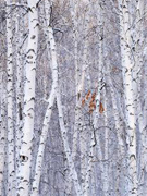 The sad birch forest in Hackberry Song