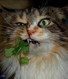 Funny pictures of plants if you don't believe it, you won't laugh